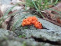 Edible Orange Jelly Fungus